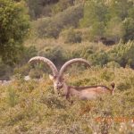 El DAAM subastará 62 permisos de caza en Lleida y Tarragona