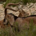Seguimiento de las cabras salvajes reintroducidas en Francia