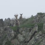 La cabra montés se reproduce en la reserva de caza del Alt Pallars